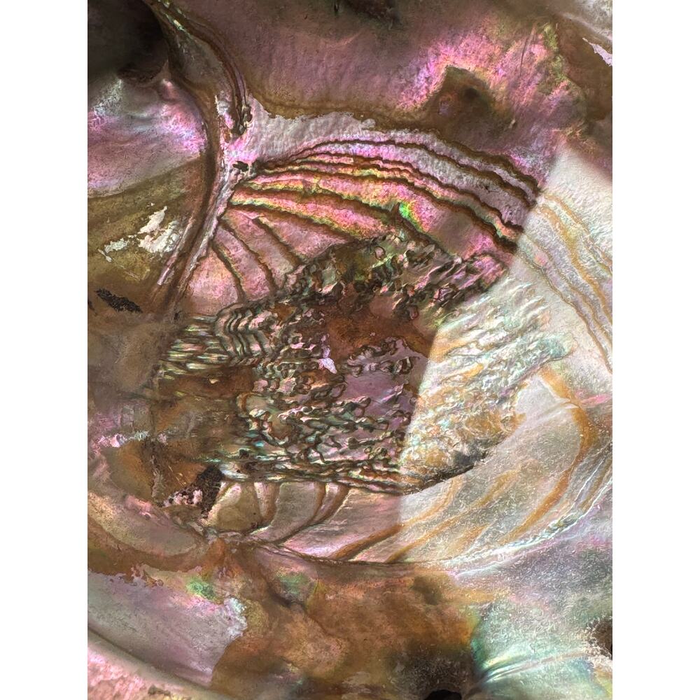 Abalone Mother of Pearl Shell 7x6x2 - Picture 4 of 9